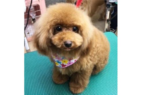 販売中のマルプー:マルチーズ×トイプードルの親犬